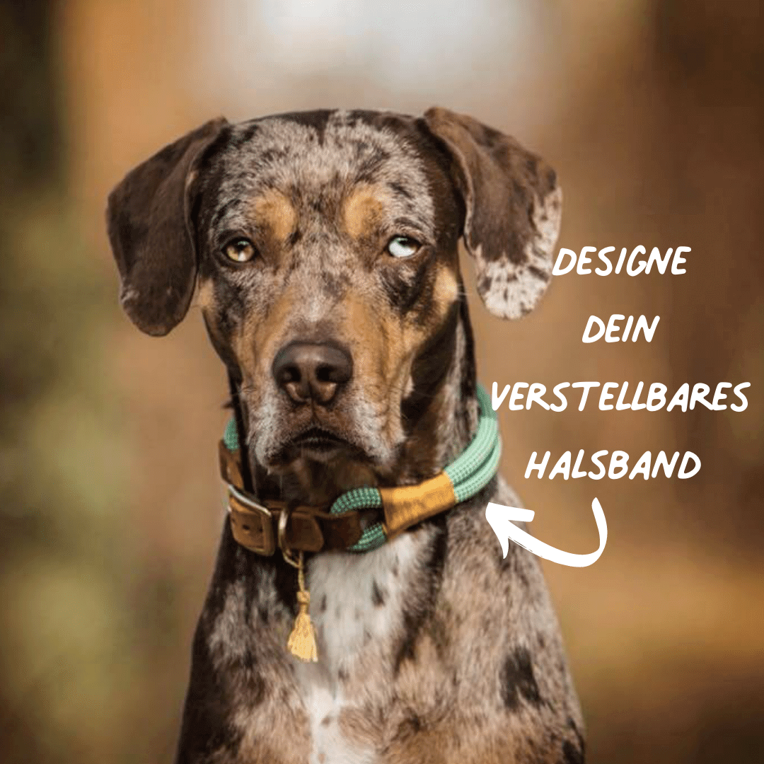 Dieses Foto zeigt unser Hundehalsband von der Serie DESIGN YOUR OWN. Du kannst dein Traumhalsband selbst zusammenstellen. Alle PAWSOME Produkte werden in sorgfältiger Handarbeit in Wien hergestellt. Wir sind besonders bemüht unsere Produkte nachhaltig herzustellen.