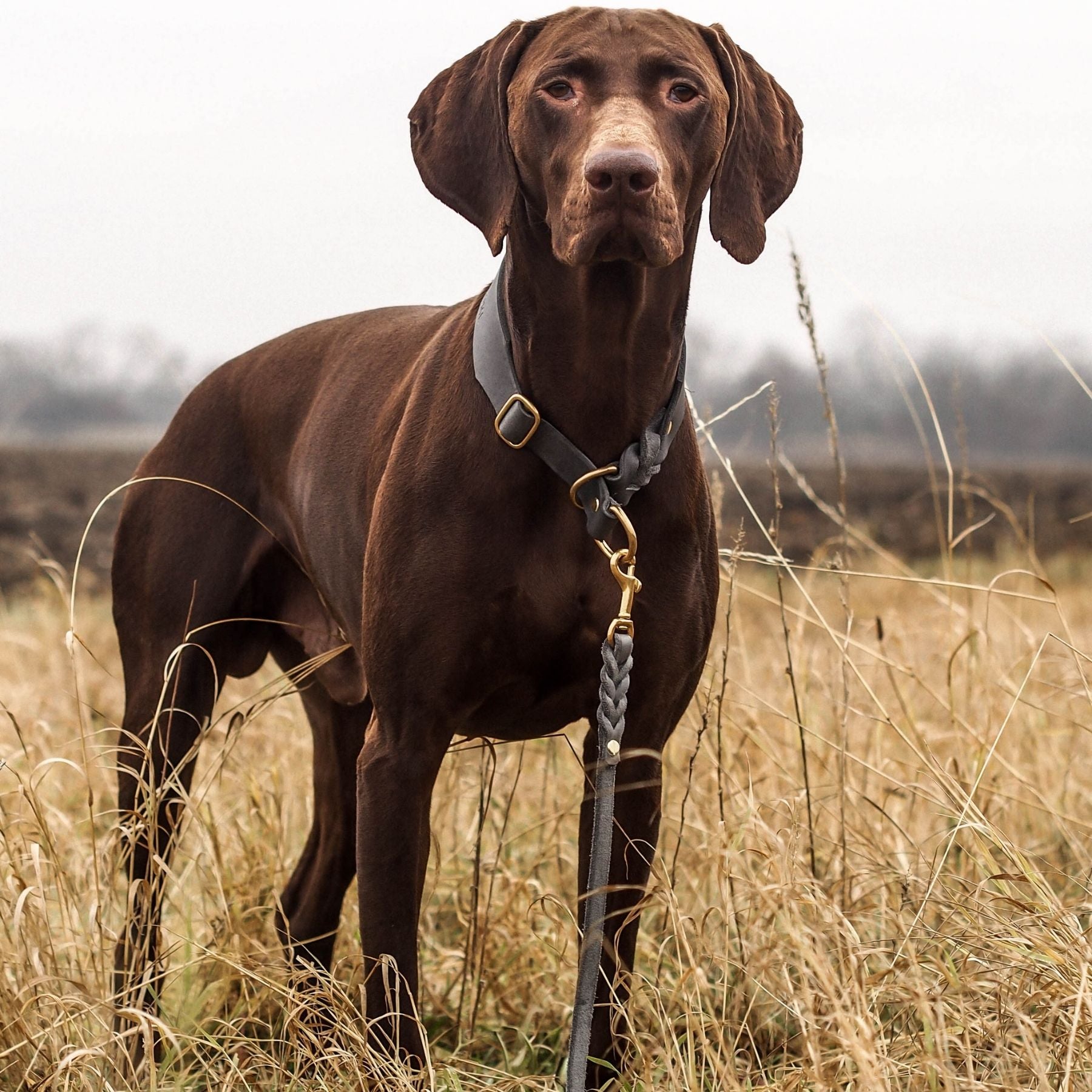 Dieses handgefertigte, robuste Fettlederset aus weichem Leder ist perfekt geeignet für große Hunde. Du kannst es ein paar Zentimeter verstellen, das Halsband ist durch seine breite Auflagefläche sehr bequem für deinen Hund.